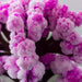 productImage-22441-magic-sakura-magisch-wachsender-kirschbaum-4.jpg