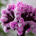 productImage-22441-magic-sakura-magisch-wachsender-kirschbaum-7.jpg