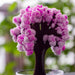 productImage-22441-magic-sakura-magisch-wachsender-kirschbaum-8.jpg