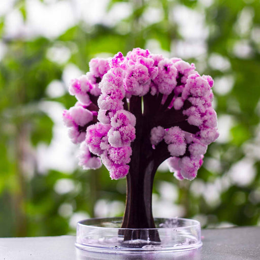 productImage-22441-magic-sakura-magisch-wachsender-kirschbaum.jpg
