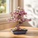 productImage-22507-sakura-bonsai-holzbausatz.jpg