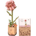 productImage-22509-holzbausatz-pinke-rose.jpg