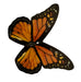 productImage-5757-elektronischer-schmetterling-10.jpg